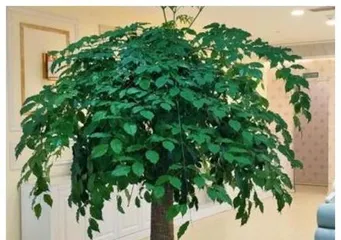 适合在家里种植的树（15种简单易养的家用树种推荐）3