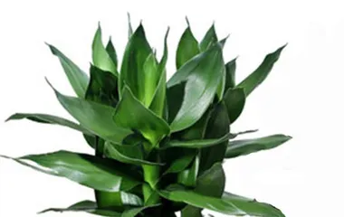 A Guide to Caring for Plants for People Born in the Year of the Tiger (Recommending 15 Plants Suitable for People Born in the Year of the Tiger to Make Your Home More Vibrant)1