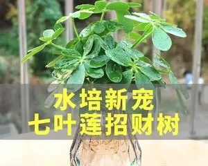 A Guide to Caring for Plants for People Born in the Year of the Tiger (Recommending 15 Plants Suitable for People Born in the Year of the Tiger to Make Your Home More Vibrant)2
