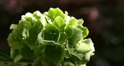 A Guide to Caring for Plants for People Born in the Year of the Tiger (Recommending 15 Plants Suitable for People Born in the Year of the Tiger to Make Your Home More Vibrant)3