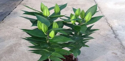 A Complete Guide to Hydroponic Lily Care (Keep Your Lilies Evergreen) 1