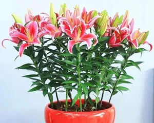 A Complete Guide to Hydroponic Lily Care (Keep Your Lilies Evergreen) 2