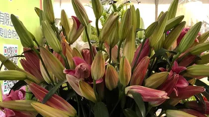 A Complete Guide to Hydroponic Lily Care (Keep Your Lilies Evergreen) 3