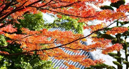 The Winter Fall of Japanese Red Maples (Winter Red Leaf Beauty and Poetry) 1