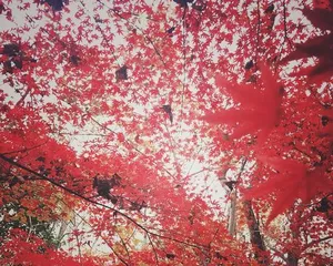 The Winter Fall of Japanese Red Maples (Winter Red Leaf Beauty and Poetry) 2
