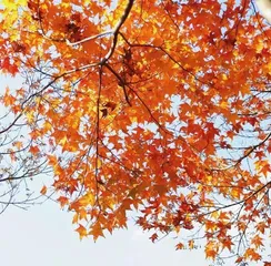 The Winter Fall of Japanese Red Maples (Winter Red Leaf Beauty and Poetry) 3