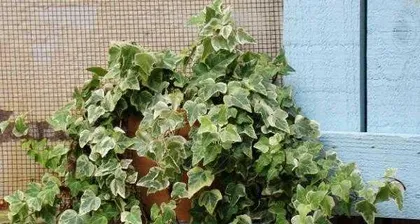 Ivy Care Tips: How to Make Ivy Thrive?3