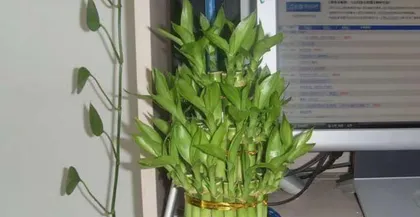 Exploring the Care of Lucky Bamboo: Does it like shade or sun? (The trade-off and choice between sunlight and shade) 1