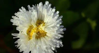 仙人球养殖全攻略（从选购到养护，让你轻松成为仙人球专家！）1