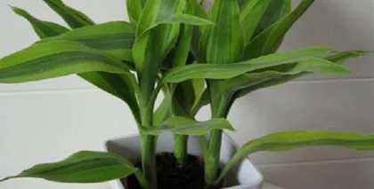 Exploring the Care of Lucky Bamboo: Does it like shade or sun? (The trade-off and choice between sunlight and shade) 2