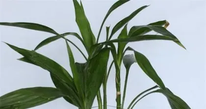 Exploring the Care of Lucky Bamboo: Does it like shade or sun? (The trade-off and choice between sunlight and shade) 3