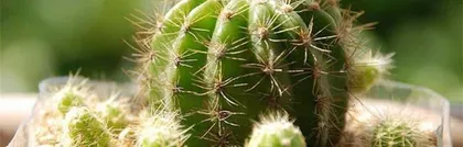 仙人球养殖全攻略（从选购到养护，让你轻松成为仙人球专家！）2