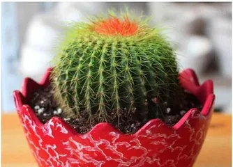 仙人球养殖全攻略（从选购到养护，让你轻松成为仙人球专家！）3