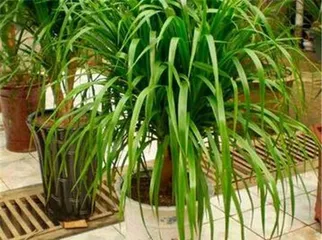 A guide to placing and caring for the Dragon