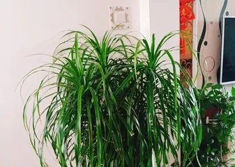 A guide to placing and caring for the Dragon