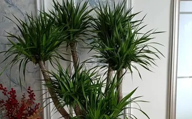 A guide to placing and caring for the Dragon