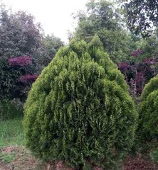 How to Properly Care for Arborvitae, Let It Grow Healthy and Strong 1