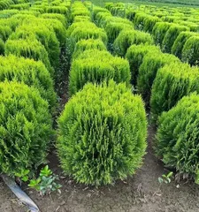 How to Properly Care for Arborvitae, Let It Grow Healthy and Strong 2