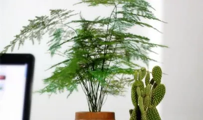 Indoor Care Guide for Asparagus Fern (Easily Create a Green Home Environment) 2