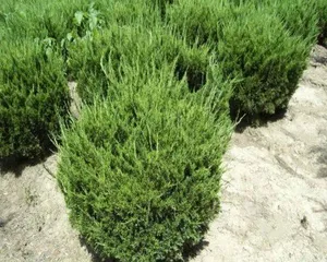 How to Properly Care for Arborvitae, Let It Grow Healthy and Strong 3