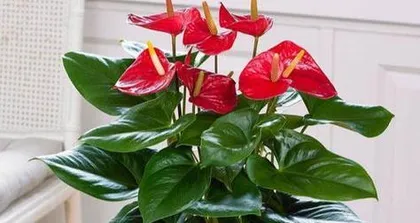 Anthurium Care Guide (Sunlight Requirements and Care Methods) 1