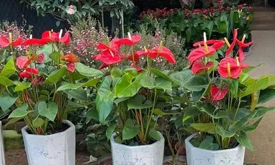 Anthurium Care Guide (Sunlight Requirements and Care Methods) 2