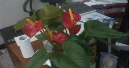 Anthurium Care Guide (Sunlight Requirements and Care Methods) 3