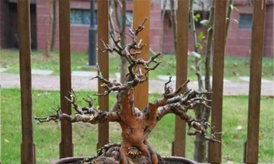 Exploring the Shade Tolerance of Japanese Privet (Growth Habits, Care Tips, and Suitable Environment) 1