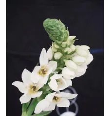 Exploring the Shade Tolerance of Japanese Privet (Growth Habits, Care Tips, and Suitable Environment) 2