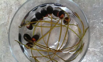 The entire process of bowl lotus seed germination (from planting to flowering, step-by-step guide on how to care for it) 1