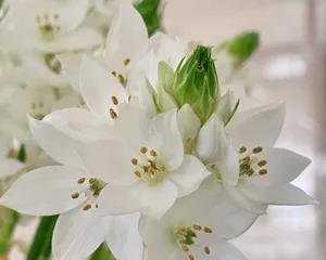 Exploring the Shade Tolerance of Japanese Privet (Growth Habits, Care Tips, and Suitable Environment) 3