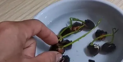 The entire process of bowl lotus seed germination (from planting to flowering, step-by-step guide on how to care for it) 2