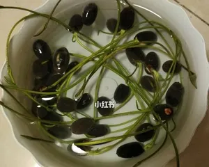 The entire process of bowl lotus seed germination (from planting to flowering, step-by-step guide on how to care for it) 3