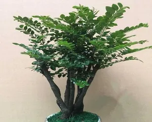 How to Properly Care for Pterocarpus santalinus? (Choosing Soil Suitable for Pterocarpus santalinus Growth) 1