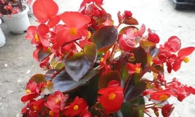 四季海棠的毒性及适宜养护环境（毒性不容忽视，室内养护需谨慎）2