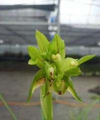How many times a year does the Taiwan Miss Orchid flower? (Exploring the flowering characteristics and care techniques of the Taiwan Miss Orchid) 1