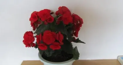 四季海棠的毒性及适宜养护环境（毒性不容忽视，室内养护需谨慎）3