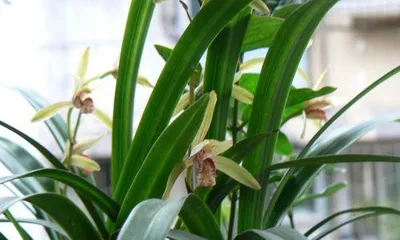 How many times a year does the Taiwan Miss Orchid flower? (Exploring the flowering characteristics and care techniques of the Taiwan Miss Orchid) 2