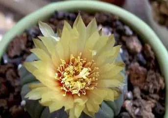 Exploring the Flowering Time of Gloxinia (Gloxinia Flowering Cycle and Care Tips) 1