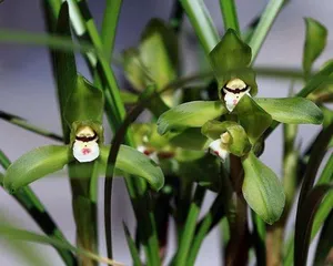 Exploring the Flowering Time of Gloxinia (Gloxinia Flowering Cycle and Care Tips) 2