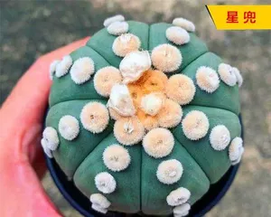 Exploring the Flowering Time of Gloxinia (Gloxinia Flowering Cycle and Care Tips) 3