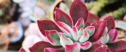 Care Techniques for Jinhuangxing Old Stock (Creating a High-Yield, High-Quality Fruit Tree) 1