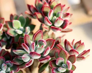 Care Techniques for Jinhuangxing Old Stock (Creating a High-Yield, High-Quality Fruit Tree) 2