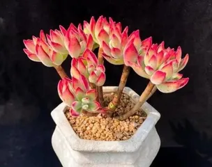 Care Techniques for Jinhuangxing Old Stock (Creating a High-Yield, High-Quality Fruit Tree) 3