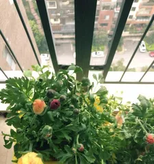 如何养护花毛茛（打造长盛不衰的花园瑰宝）1