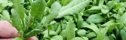 Daily Care of Schizonepeta (The Indispensable Daily Watering Task) 1