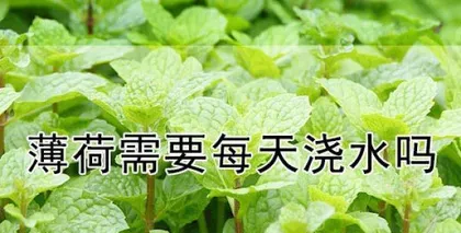 Daily Care of Schizonepeta (The Indispensable Daily Watering Task) 2