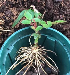 Daily Care of Schizonepeta (The Indispensable Daily Watering Task) 3