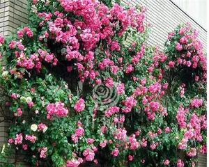 Flowering period and number of blooms of climbing roses (Exploring the annual flowering pattern of climbing roses to make your care more handy) 1