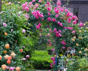 Flowering period and number of blooms of climbing roses (Exploring the annual flowering pattern of climbing roses to make your care more handy) 2